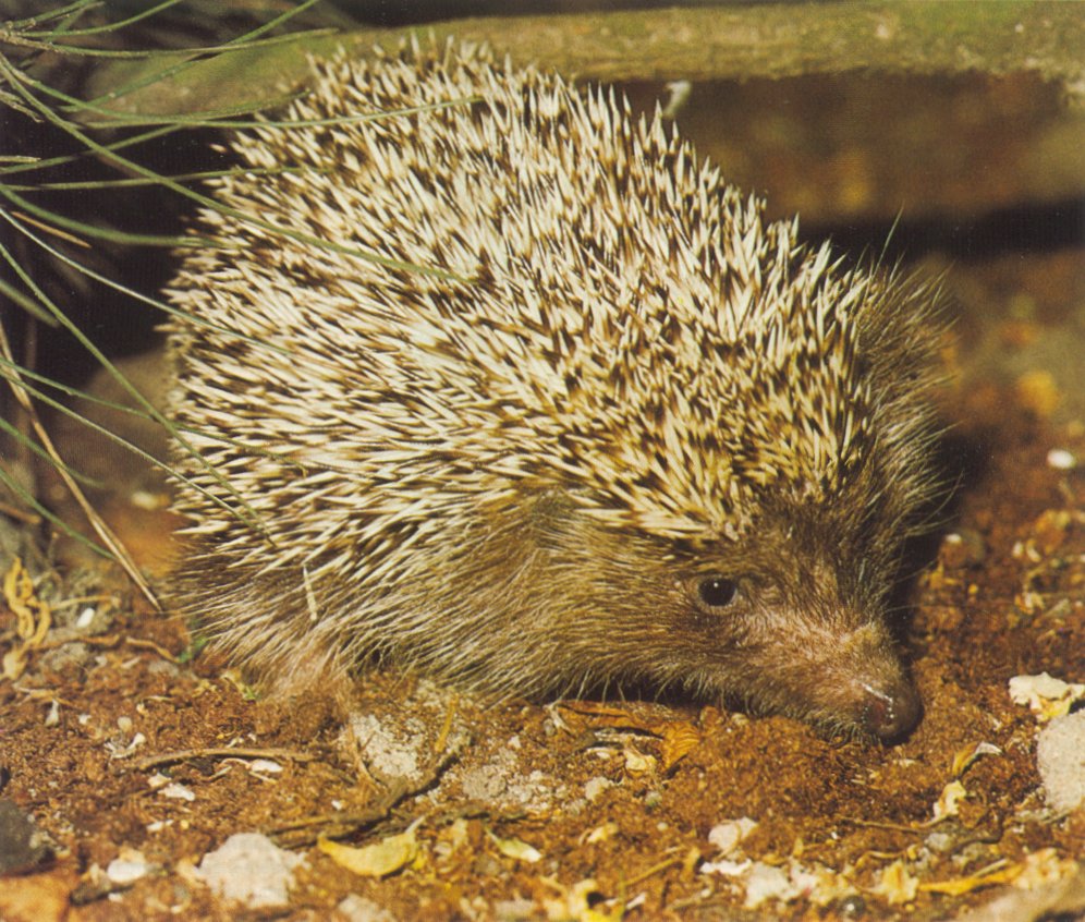 photograph of a wary young hedgehog